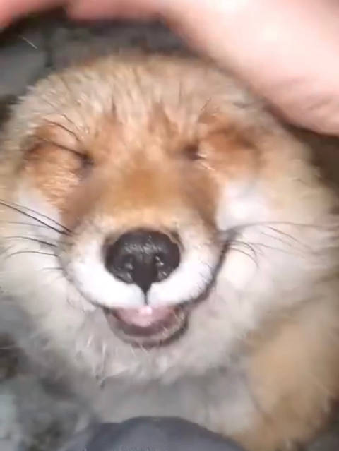 养狐狸是什么体验